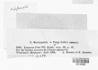Taphrina ulmi image